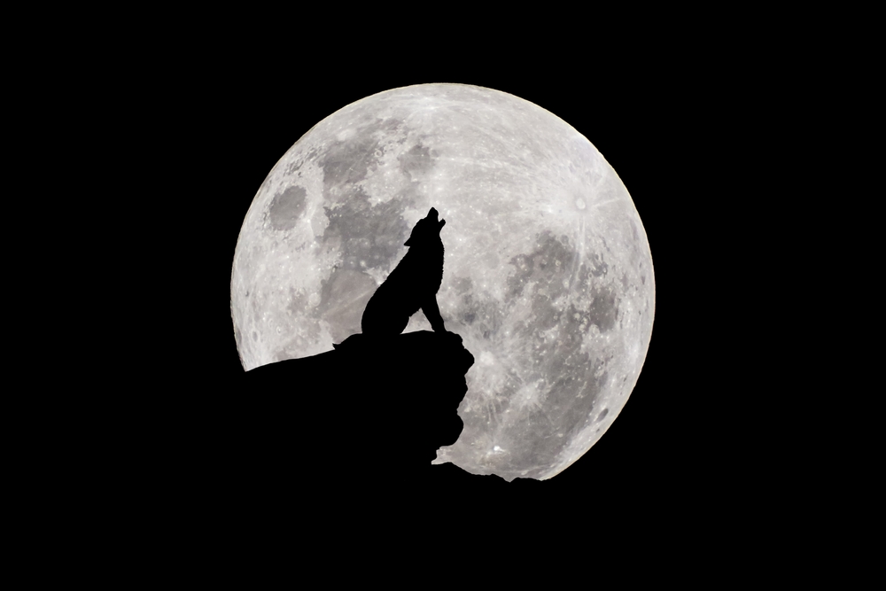 Wolf howling at the moon